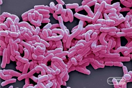 bifidobacterium-i-lactobacillus-dobri-bakterii-vo-mikroflorata-angelco-jovancev