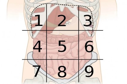 otkrijte-za-koj-organ-stanuva-zbor-spored-toa-kade-e-locirana-vashata-bolka-vo-stomakot_image